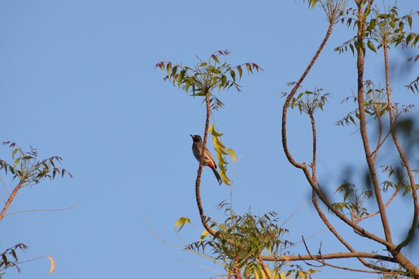 Webp.net-resizeimage (7)