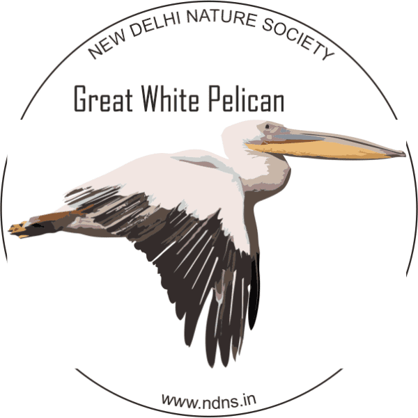 GREAT WHITE PELICAN (sticker)